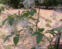 chionanthus virginicus 3.jpg